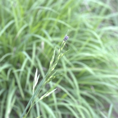 Bromus catharticus (Prairie Grass) at Lyons, ACT - 31 Dec 2023 by ran452
