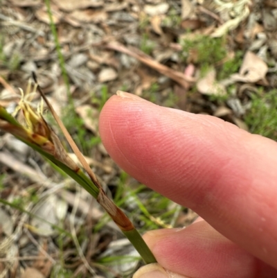 Lepidosperma laterale (Variable Sword Sedge) at Aranda, ACT - 31 Dec 2023 by lbradley