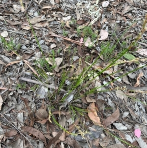 Lepidosperma laterale at Aranda, ACT - 31 Dec 2023