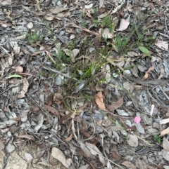 Lepidosperma laterale at Aranda, ACT - 31 Dec 2023