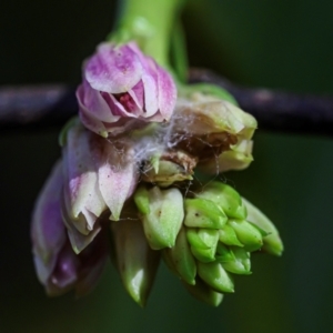 Geodorum densiflorum at Wallum - 31 Dec 2023