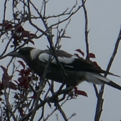 Gymnorhina tibicen (Australian Magpie) at Lyons, ACT - 30 Dec 2023 by ran452