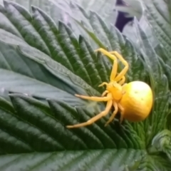 Thomisus spectabilis (Spectacular Crab Spider) at Lyneham, ACT - 31 Dec 2023 by ecoharmonics