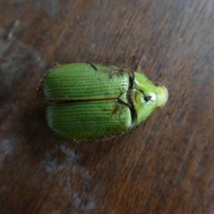 Xylonichus eucalypti (Green cockchafer beetle) at Charleys Forest, NSW - 27 Nov 2022 by arjay