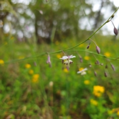 Arthropodium milleflorum at Anembo, NSW - 31 Dec 2023