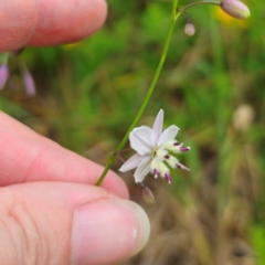 Arthropodium milleflorum at Anembo, NSW - 31 Dec 2023