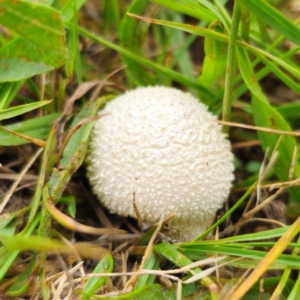 Lycoperdon sp. at Anembo, NSW - 31 Dec 2023 02:08 PM