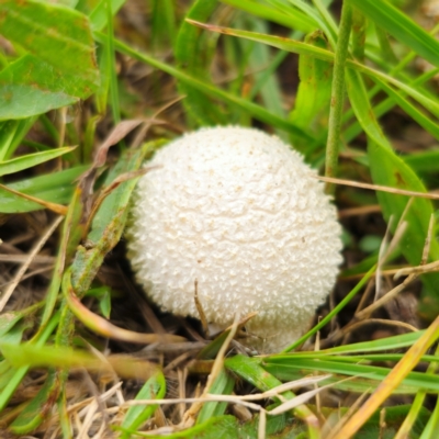 Lycoperdon sp. (Puffball) at Anembo, NSW - 31 Dec 2023 by Csteele4