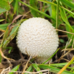 Lycoperdon sp. at Anembo, NSW - 31 Dec 2023 02:08 PM