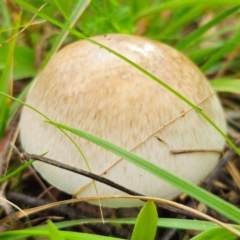 Amanita sp. (Amanita sp.) at Anembo, NSW - 31 Dec 2023 by Csteele4