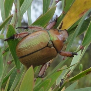 Anoplognathus sp. (genus) at QPRC LGA - suppressed