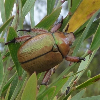 Anoplognathus sp. (genus) (Unidentified Christmas beetle) at Charleys Forest, NSW - 2 Jan 2014 by arjay