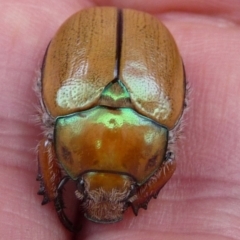 Anoplognathus sp. (genus) at QPRC LGA - 2 Jan 2014