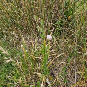 Convolvulus arvensis at Giralang, ACT - 31 Dec 2023