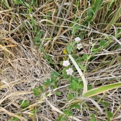 Convolvulus arvensis at Giralang, ACT - 31 Dec 2023