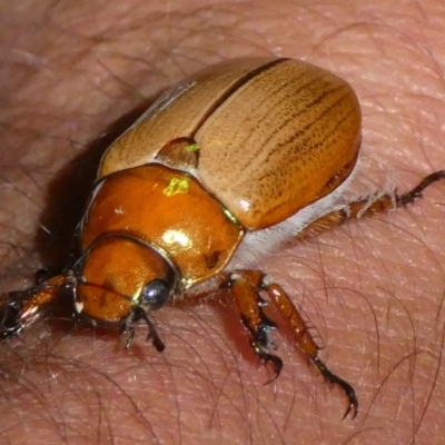Anoplognathus sp. (genus) (Unidentified Christmas beetle) at Charleys Forest, NSW - 17 Jan 2023 by arjay