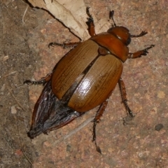 Anoplognathus sp. (genus) at QPRC LGA - 17 Jan 2023