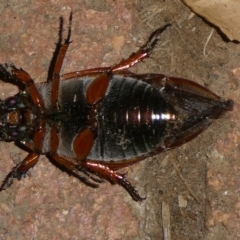 Anoplognathus sp. (genus) at QPRC LGA - 17 Jan 2023