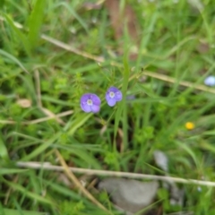 Veronica gracilis (Slender Speedwell) at Micalong Gorge - 31 Dec 2023 by Wildlifewarrior80