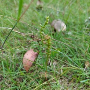 Microtis sp. at Micalong Gorge - 31 Dec 2023