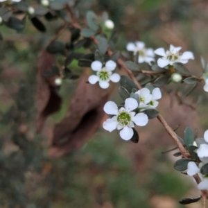 Leptospermum myrtifolium at Micalong Gorge - 31 Dec 2023