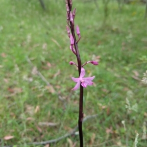 Dipodium roseum at Micalong Gorge - 31 Dec 2023