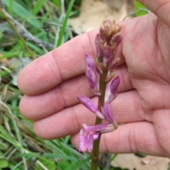 Dipodium roseum (Rosy Hyacinth Orchid) at Micalong Gorge - 31 Dec 2023 by Wildlifewarrior80