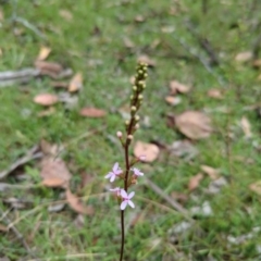 Stylidium (genus) (Trigger Plant) at Micalong Gorge - 31 Dec 2023 by Wildlifewarrior80