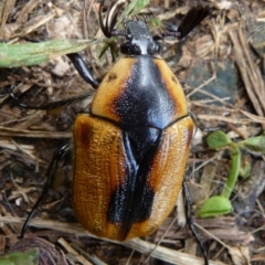 Chondropyga dorsalis (Cowboy beetle) at Charleys Forest, NSW - 3 Jan 2010 by arjay
