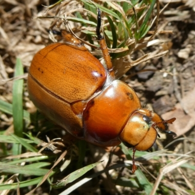 Anoplognathus sp. (genus) (Unidentified Christmas beetle) at Charleys Forest, NSW - 10 Feb 2021 by arjay