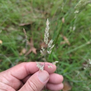 Holcus lanatus at Micalong Gorge - 31 Dec 2023 09:29 AM