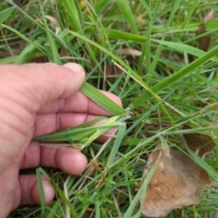 Holcus lanatus at Micalong Gorge - 31 Dec 2023