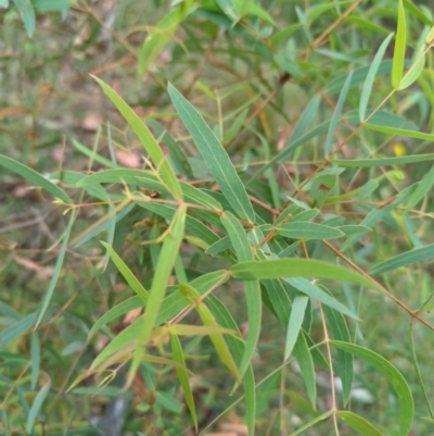 Eucalyptus radiata subsp. robertsonii (Robertson's Peppermint) at Wee Jasper, NSW - 30 Dec 2023 by brettguy80