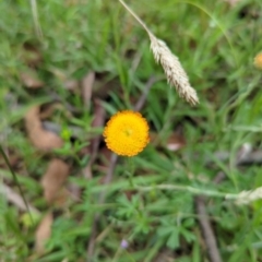 Coronidium monticola (Mountain Button Everlasting) at Micalong Gorge - 31 Dec 2023 by Wildlifewarrior80