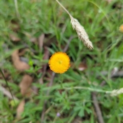 Coronidium monticola (Mountain Button Everlasting) at Micalong Gorge - 30 Dec 2023 by brettguy80