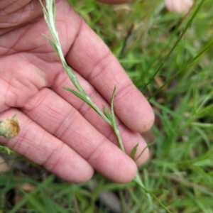 Coronidium monticola at Micalong Gorge - 31 Dec 2023