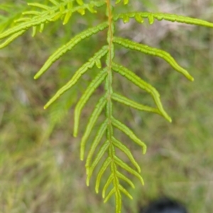 Pteridium esculentum at Micalong Gorge - 31 Dec 2023