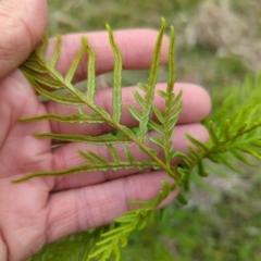 Pteridium esculentum at Micalong Gorge - 31 Dec 2023 09:14 AM