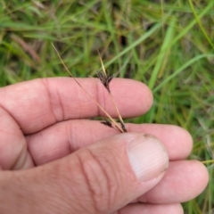 Schoenus apogon (Common Bog Sedge) at Micalong Gorge - 31 Dec 2023 by Wildlifewarrior80