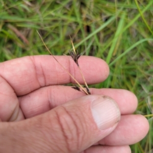 Schoenus apogon at Micalong Gorge - 31 Dec 2023 09:13 AM