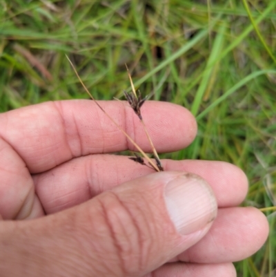 Schoenus apogon (Common Bog Sedge) at Wee Jasper, NSW - 30 Dec 2023 by brettguy80