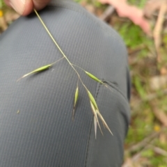 Rytidosperma (genus) (Wallaby Grass) at Micalong Gorge - 31 Dec 2023 by Wildlifewarrior80