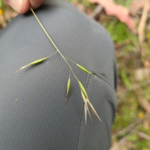 Rytidosperma sp. at Micalong Gorge - 31 Dec 2023