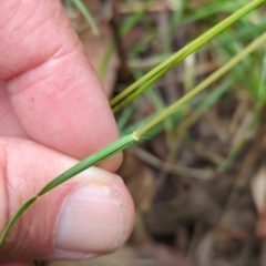 Rytidosperma sp. at Micalong Gorge - 31 Dec 2023