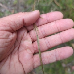 Dichelachne sp. (Plume Grasses) at Wee Jasper, NSW - 30 Dec 2023 by brettguy80