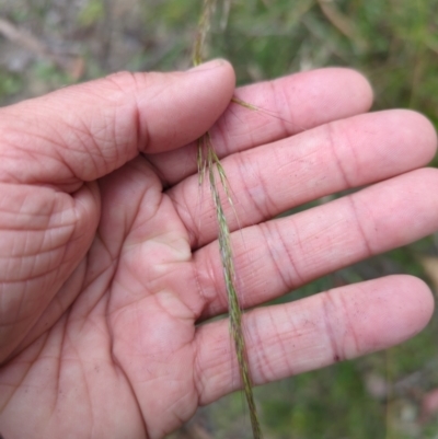 Dichelachne sp. (Plume Grasses) at Micalong Gorge - 31 Dec 2023 by Wildlifewarrior80