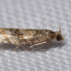 Isochorista ranulana (A Tortricid moth) at QPRC LGA - 30 Dec 2023 by DianneClarke