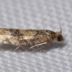 Unidentified Tortricid moth (Tortricidae) at QPRC LGA - 30 Dec 2023 by DianneClarke