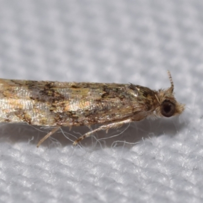 Unidentified Tortricid moth (Tortricidae) at QPRC LGA - 30 Dec 2023 by DianneClarke