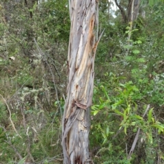 Eucalyptus viminalis (Ribbon Gum) at Micalong Gorge - 30 Dec 2023 by brettguy80